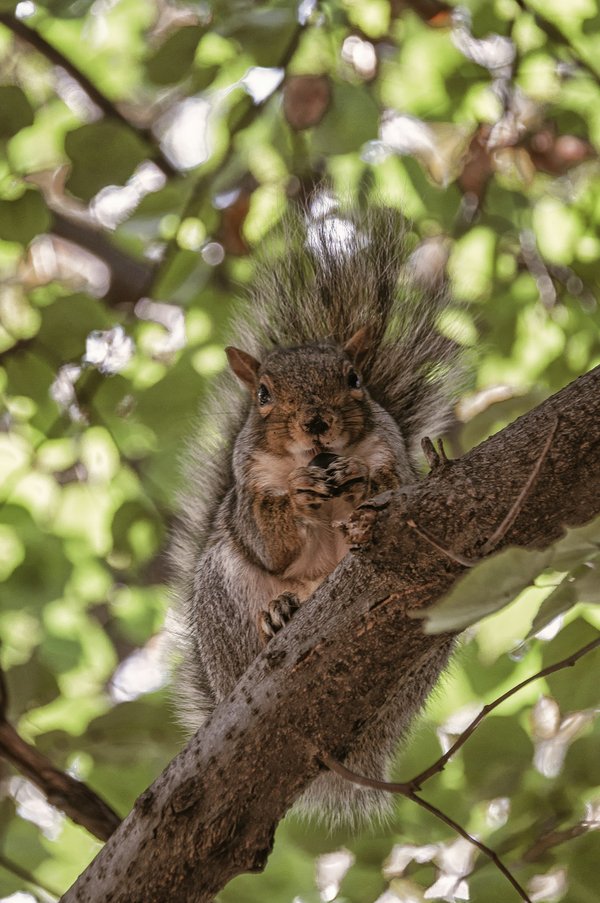 Come creare un giardino a prova di scoiattolo che protegga le piante da frutto?